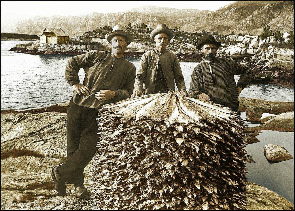 Norges fiskeri og kysthistorie
